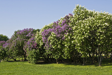 春天的风景在丁香花园里开花的大丁香树图片