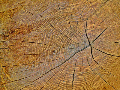 有年轮的橡树的木头图片