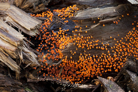 南阿拉斯加热带雨林中腐烂的原木上封闭着橙色粘液模子Trichia图片