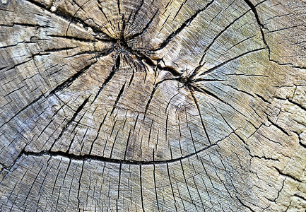 一根被锯掉的树干有裂缝和年轮图片
