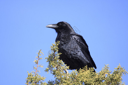 一只乌鸦栖息在一棵树上图片