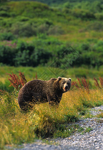 一只科迪亚克棕熊在科迪亚克岛阿拉斯卡的一图片
