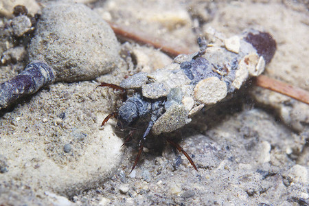 雪 飞幼虫在所建家庭的水下背景