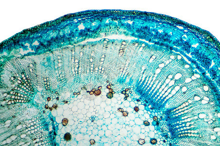 棉茎横断面带有锦葵科锦葵属植物显微切片的光学显微镜载玻片植物解剖图片