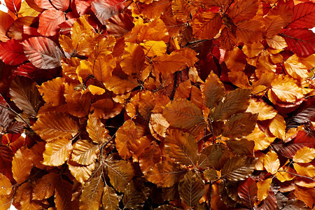 显示季节变化的树上含浓密叶子的彩色橙黄青秋叶背景图片