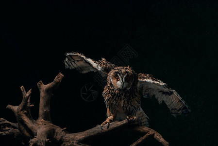 在黑暗中飞走的野猫头鹰被木形树枝图片