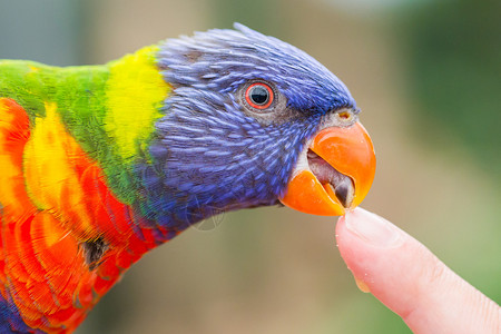 澳大利亚彩虹LorikeetTrichoglossusmuluccccanu图片