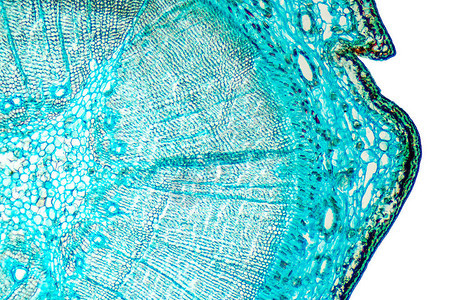 松木成熟木材横截面带有松属常绿针叶树显微切片的光学显微镜载玻片植物解剖图片
