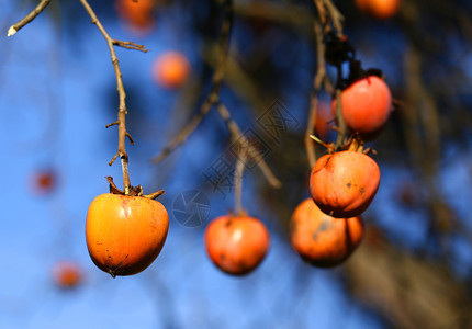冬季挂在枝上的橙色Diospyro图片