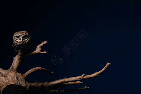 木枝上可爱的野猫头鹰用复制空图片