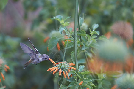 绿洲蜂鸟Rhodopis图片