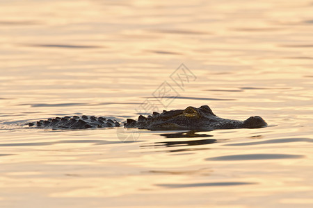 美国短吻鳄在日出时游泳图片