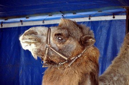 一些动物骆驼背景图片