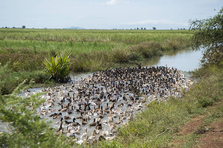 柬埔寨磅同市附近的高棉管理系统和田地和野外运河的鸭子农场和图片