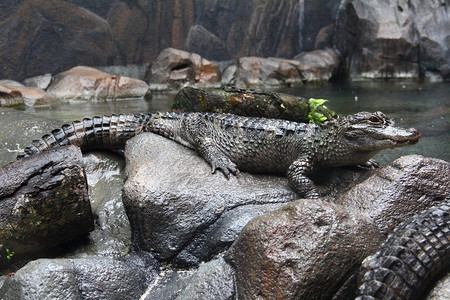 扬子鳄Alligatorsinensis在露天晒太阳的侧视图图片