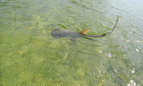 在自然栖息地的海洋中游泳的邦尼头鲨图片