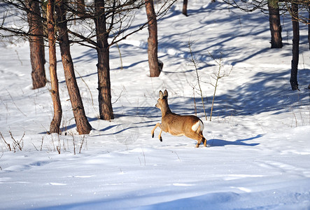 獐子冬天在雪地上跑图片