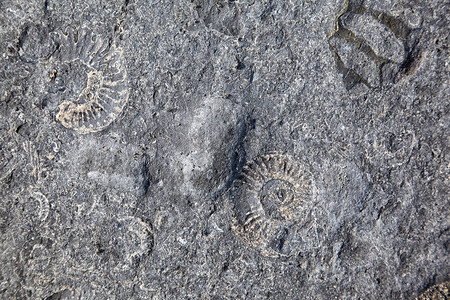 在英格兰西多塞特的莱姆雷吉斯附近的莱姆湾岸发现的侏罗纪时期在石图片
