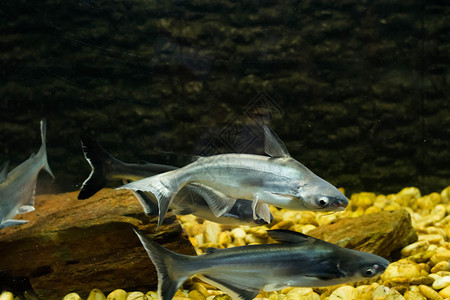 越南鲶鱼巴萨鱼背景图片