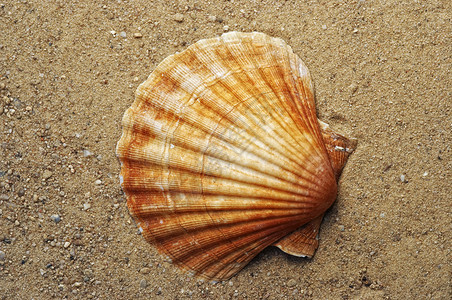 海贝壳的细节在沙子的图片