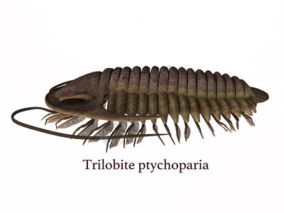 Trilobiteptycopharia动物生活在欧亚和北美图片