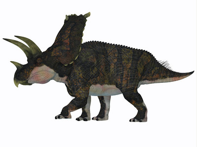 白鲸时期的美国得克萨斯州有一种食草陶瓷恐龙它图片