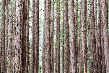红木森林美国加利福尼亚州米尔谷背景