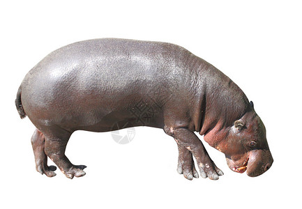 PygmyHippopotamus六氯丙图片