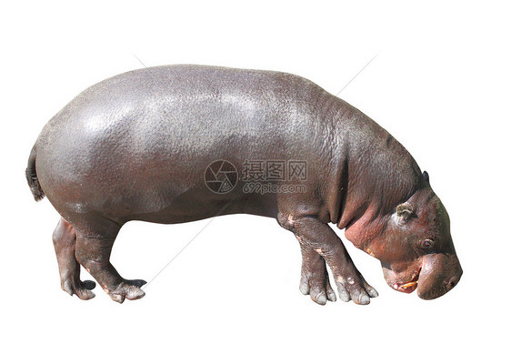 PygmyHippopotamus六氯丙图片