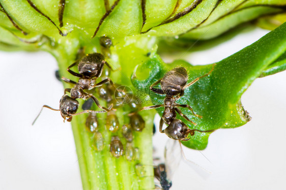 花茎上的虱子和蚂蚁图片