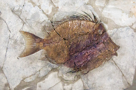 棕色石头上的怪鱼化石图片
