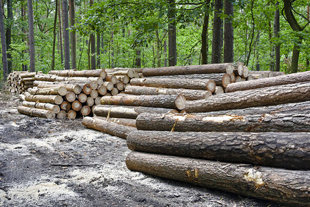 在森林里砍伐老树准备运输背景图片