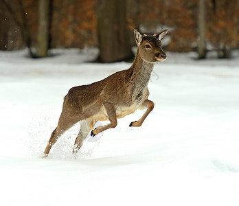 冬天在雪地里奔跑的鹿图片