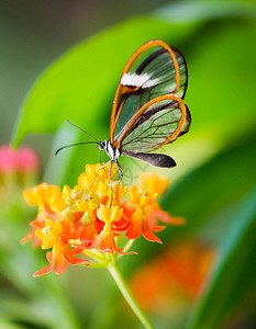 一朵花上的玻璃蝴蝶图片