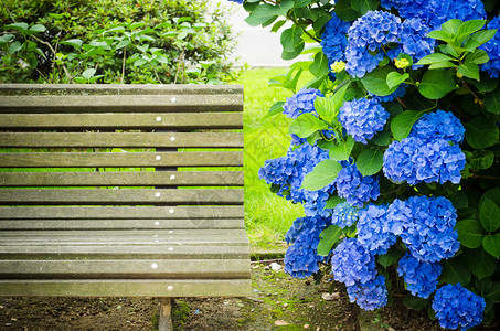 配有Hydrangeas和一张长图片