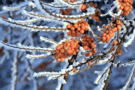 沙棘的树枝与雪图片