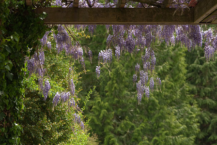 紫藤花园图片