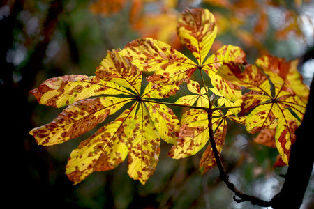 秋天的栗树背景图片