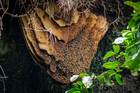 长的野生蜂蜜挂在山洞图片