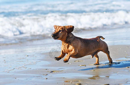 九月在海滩上奔跑的棕色腊肠犬图片