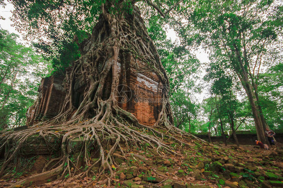 根覆盖柬埔寨的古堡图片