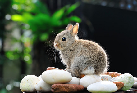 花园里可爱的兔子图片