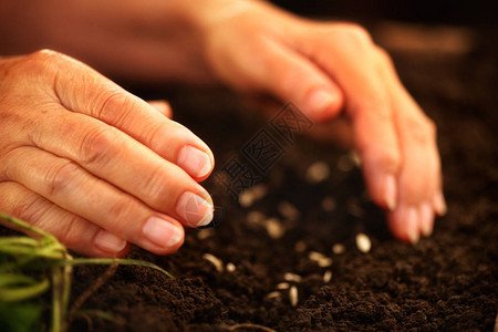 一位老妇人的手在地上撒种子春天播种有种子的污垢未来图片