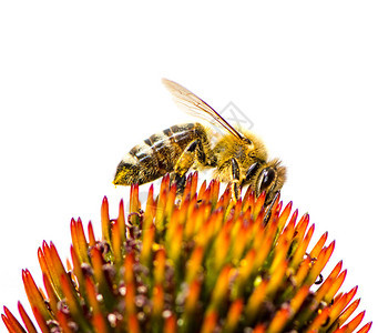 蜜蜂在花椰上图片