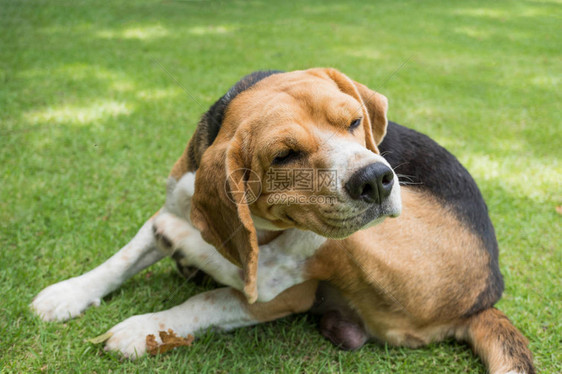 比格犬在草地上抓挠图片