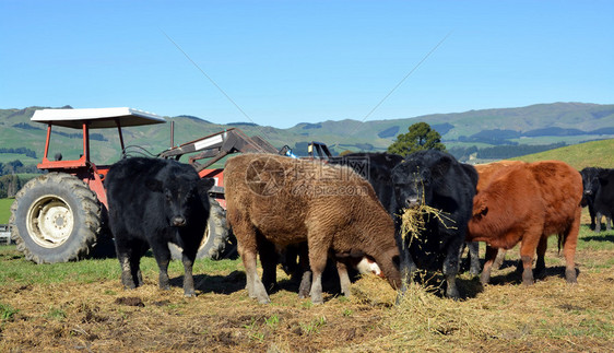 在新西兰斯卡吉尔谷北坎特伯雷山农场吃卢塞恩干草的10个月大的小牛群混合了弗图片