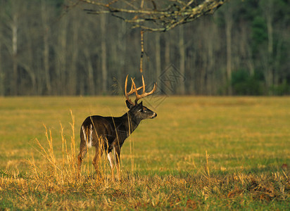 草地上的一只大白尾鹿图片
