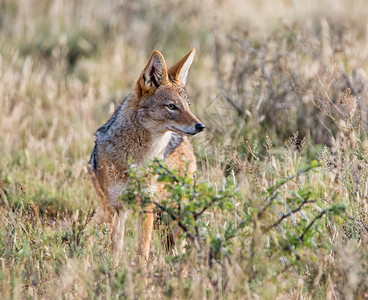 站在草地上南部非洲草图片