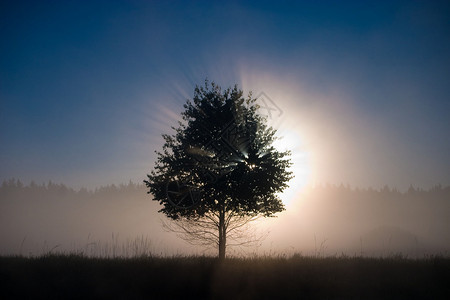 太阳的光线穿过一棵孤独的树冠图片