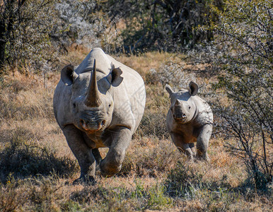 Rhino母亲及其在南部非洲热带草原的图片
